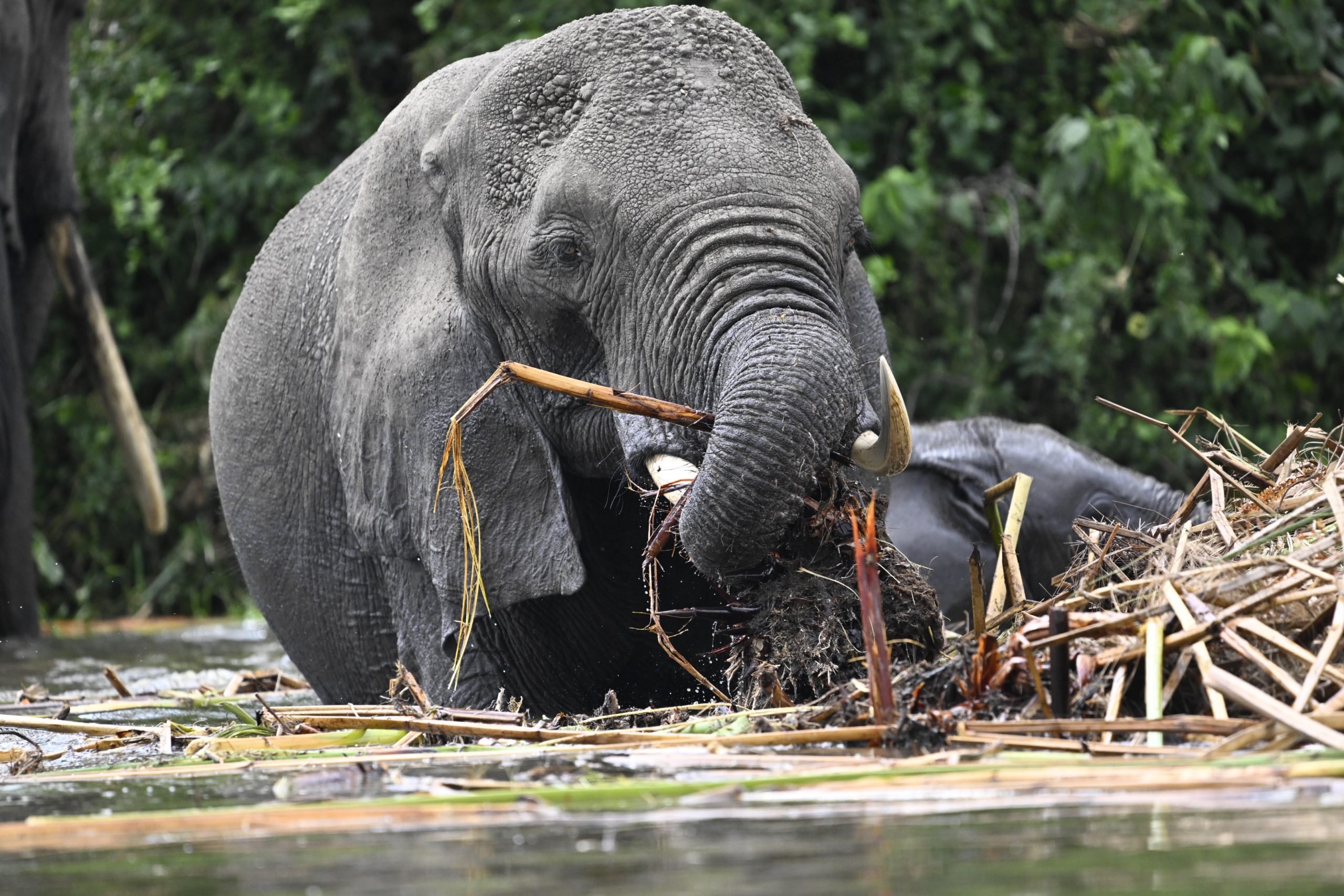 Queen Elizabeth National Park Game Drive and Kazinga Channel Cruise
