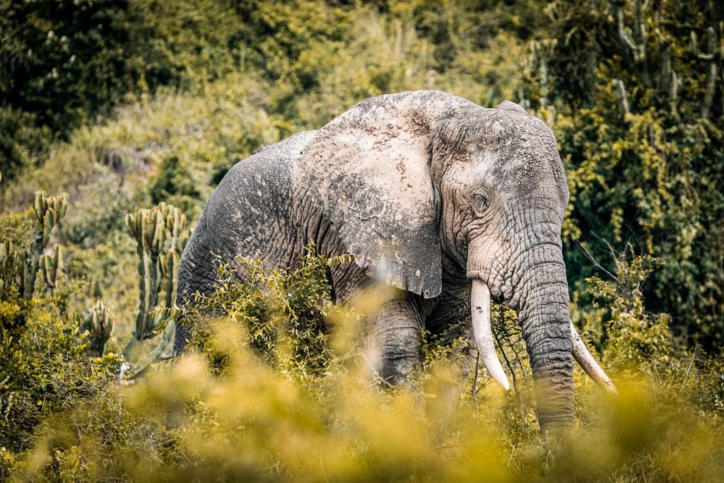 Queen Elizabeth – Morning Safari, Kazinga Channel and Bwindi