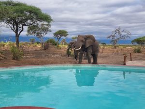 Tarangire Simba Lodge or similar