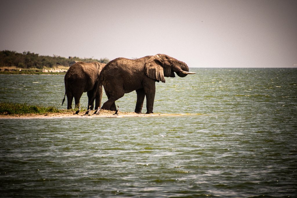 Ishasha Sunrise Safari, Bush Breakfast & Kazinga Channel Cruise