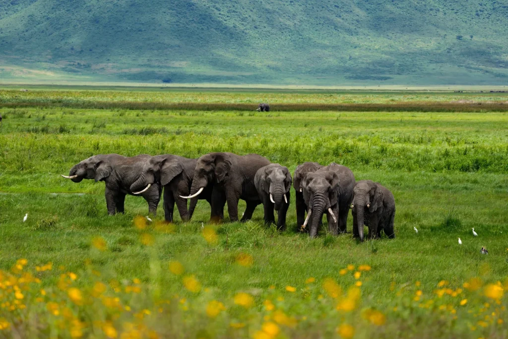  Serengeti to Ngorongoro Conservation Area – Crater Game Drive