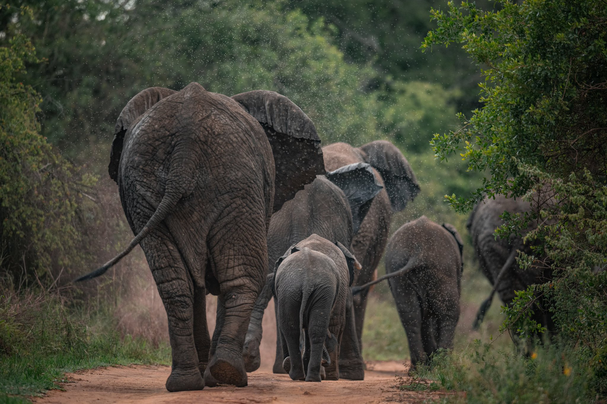  Kigali City Tour & Transfer to Akagera
