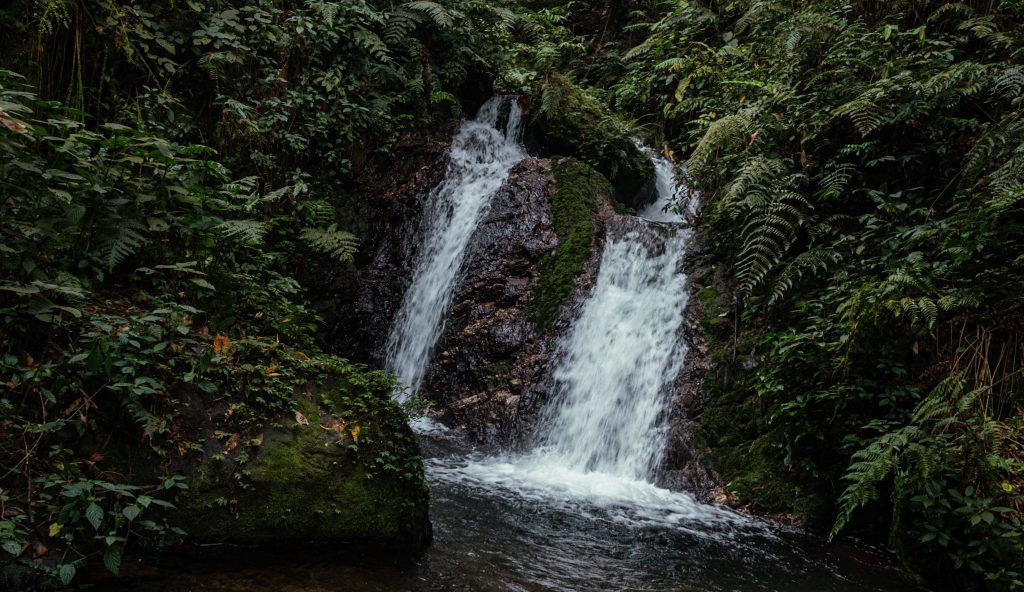  Flight to Bwindi and Optional Nature Activities