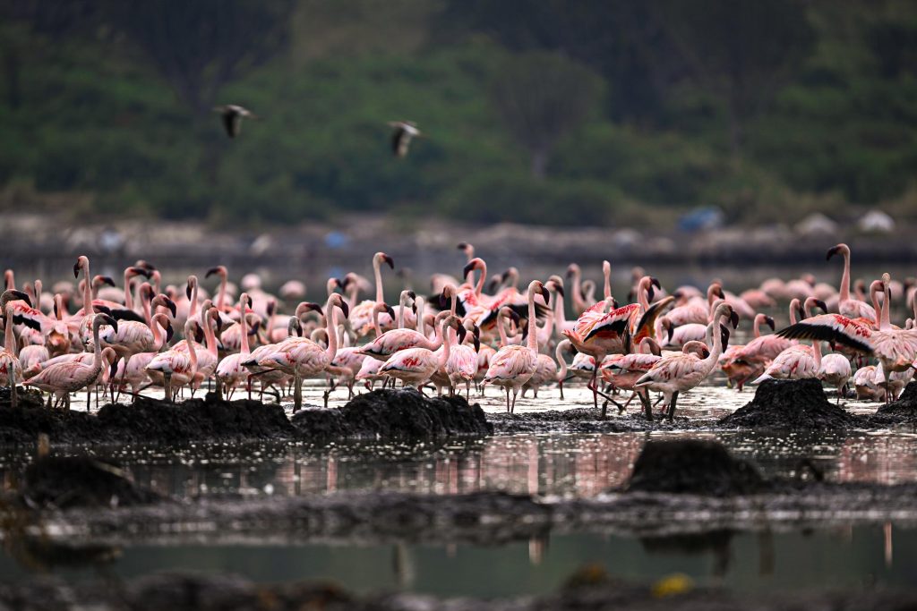 Wildlife, Salt Lakes and Local Life