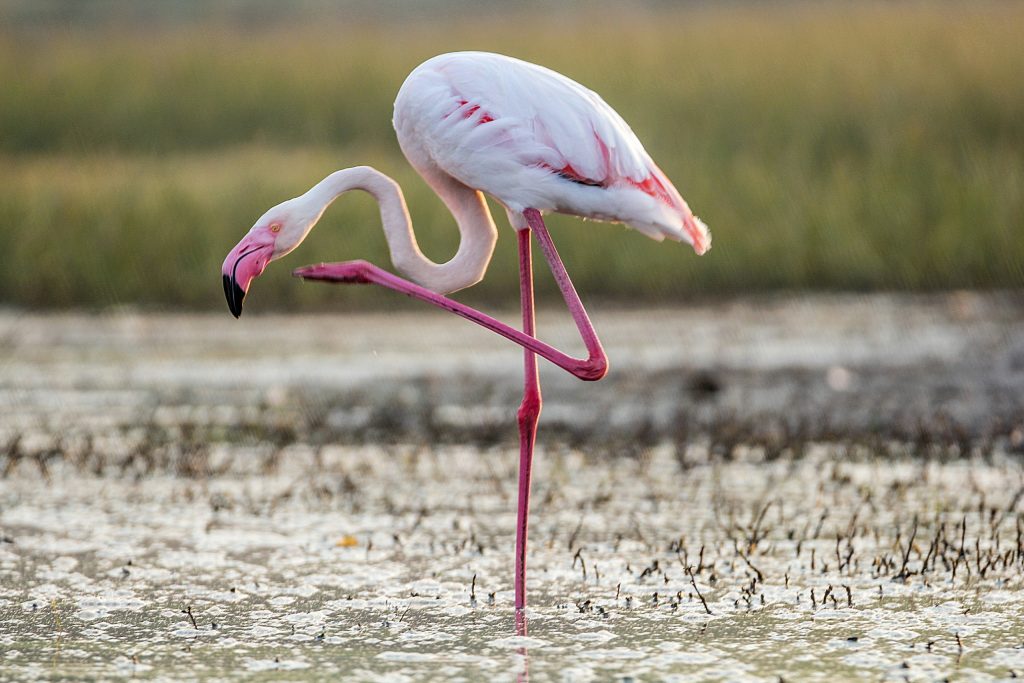  Masai Mara – Lake Nakuru National Park