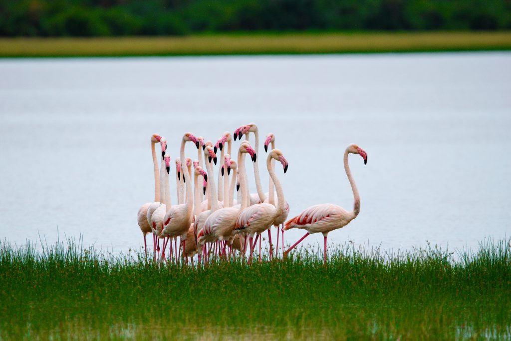 Full-Day Amboseli Wildlife & Maasai Cultural Experience