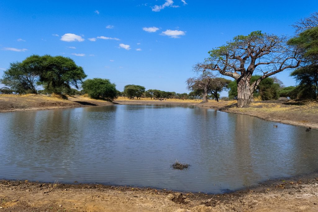 Arusha to Tarangire National Park – Elephants & Baobabs