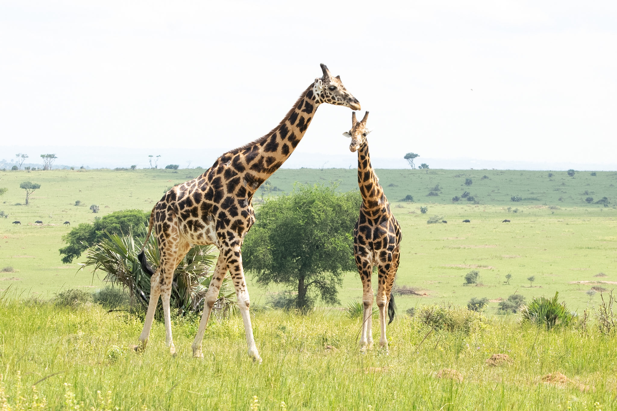 Kibale – Murchison Falls National Park