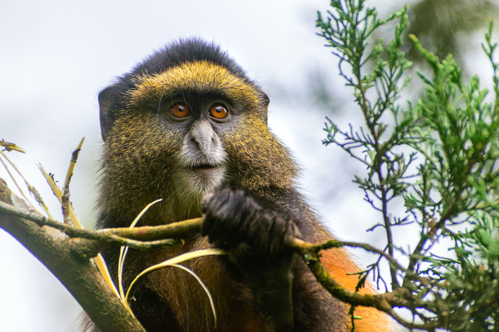 Golden Monkey Tracking in Mgahinga – Transfer to Lake Mburo