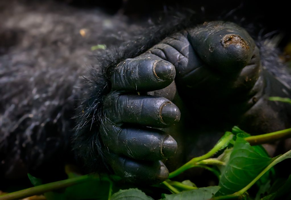 Mgahinga – Bwindi — Second Gorilla Photography Experience