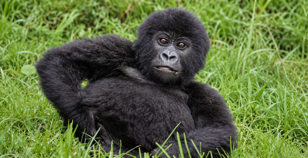 Gorilla Trekking in Bwindi -Transfer to Lake Bunyonyi