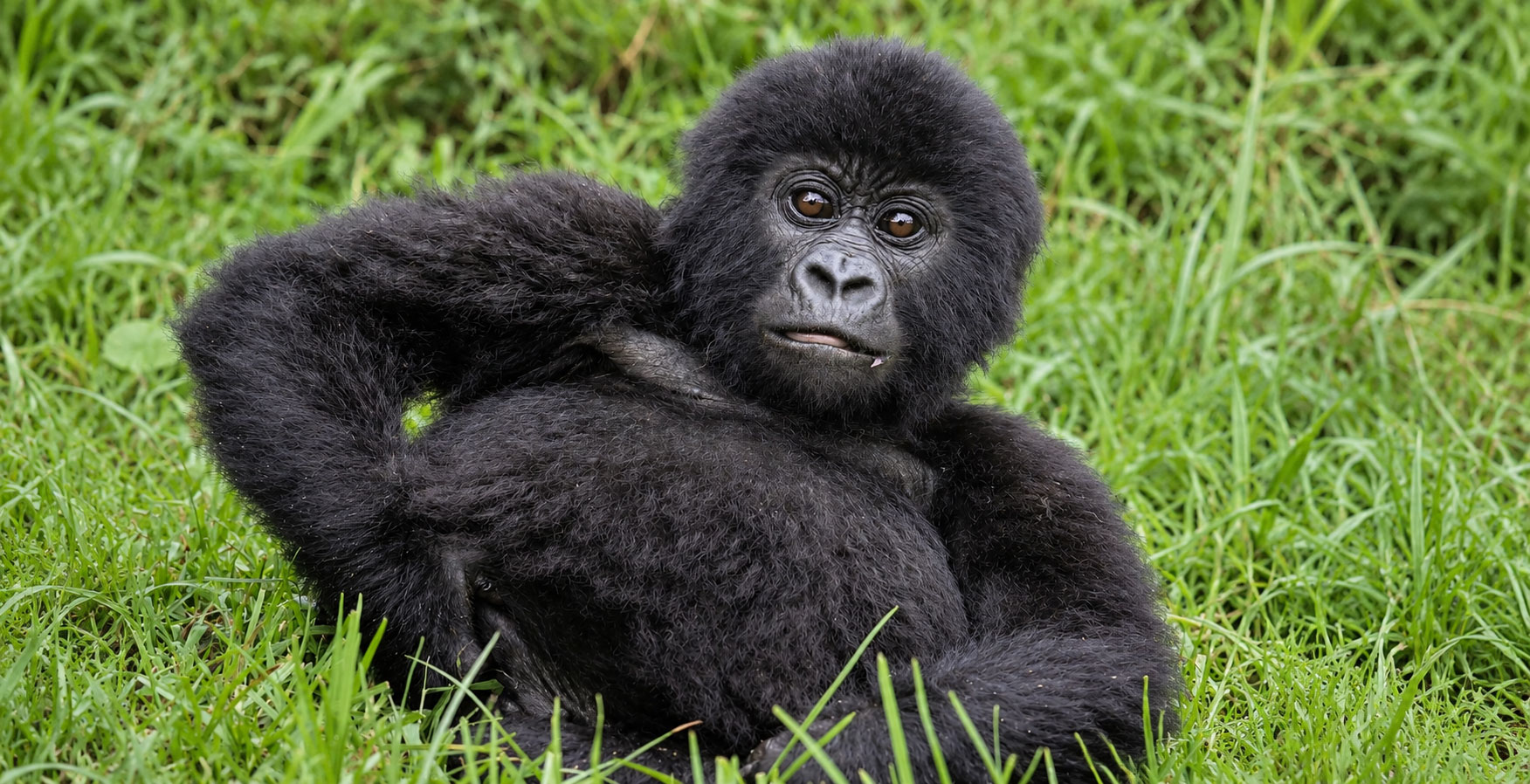 Gorilla Trekking in Bwindi -Transfer to Lake Bunyonyi