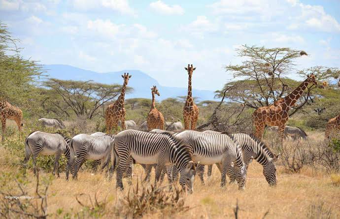  Ol Pejeta to Samburu National Reserve Northern Kenya