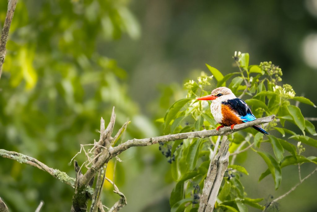 Queen Elizabeth — Morning and Evening Wildlife Photography