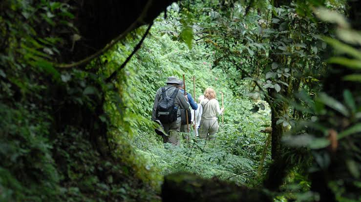 Hike to the Dian Fossey Tomb – Volcanoes Region