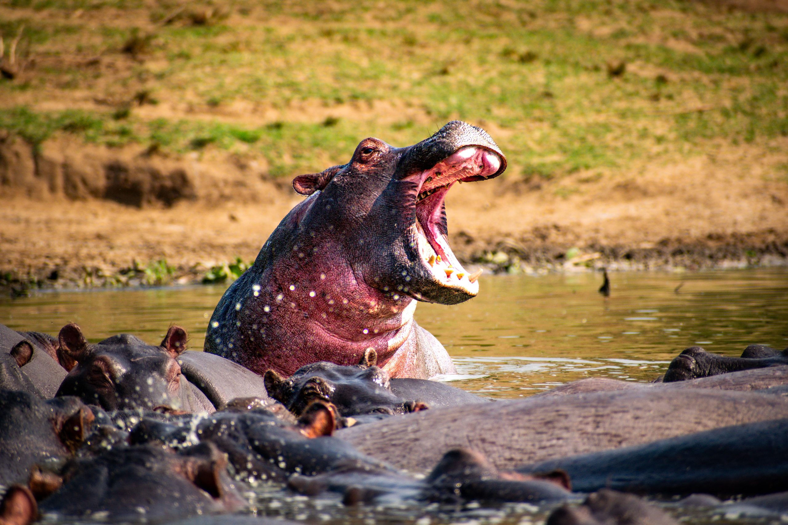 Game Drive & Kazinga Channel Cruise – Rwenzori Foothills
