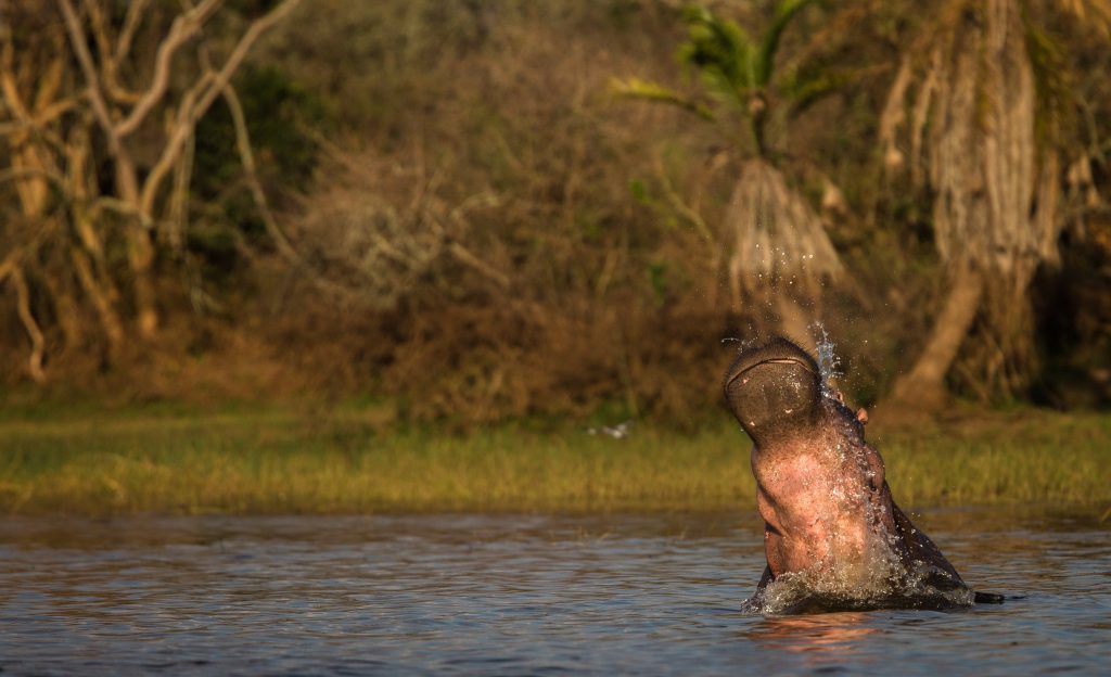 Meet the Big Fellas of Lake Ihema