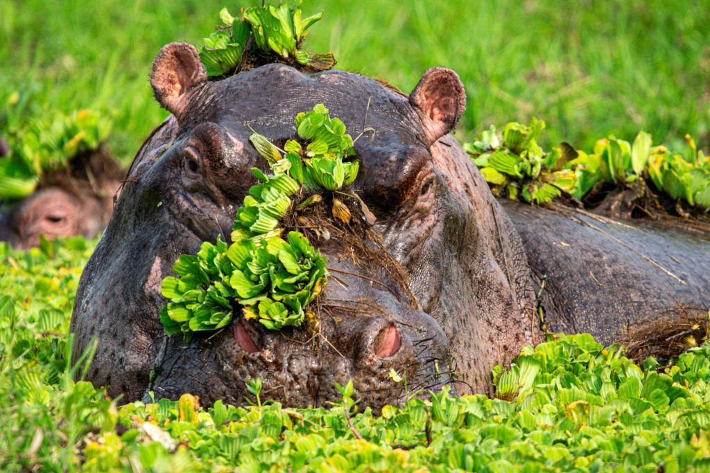  Ishasha Tree-Climbing Lions – Bwindi Impenetrable Forest