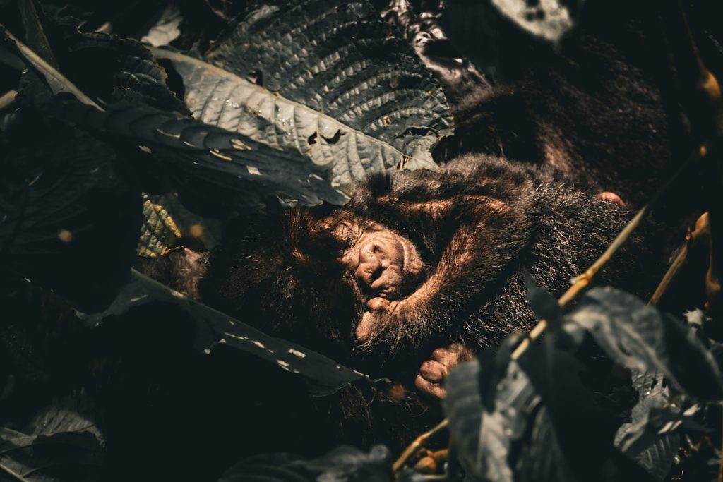 Mgahinga – Bwindi — Second Gorilla Photography Experience