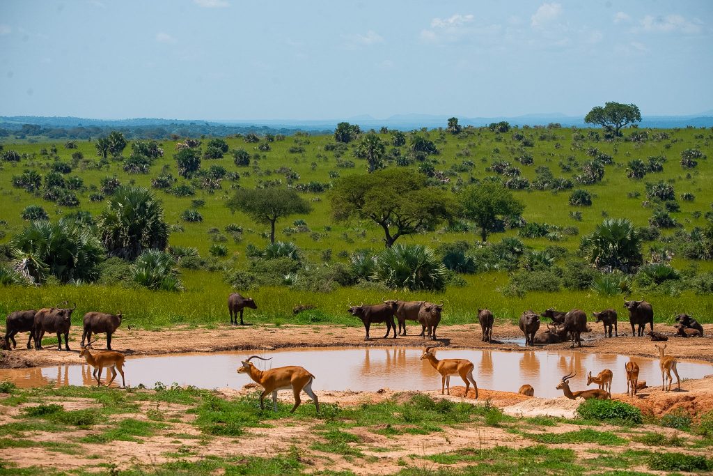 Murchison Falls – Transfer to Kibale Forest