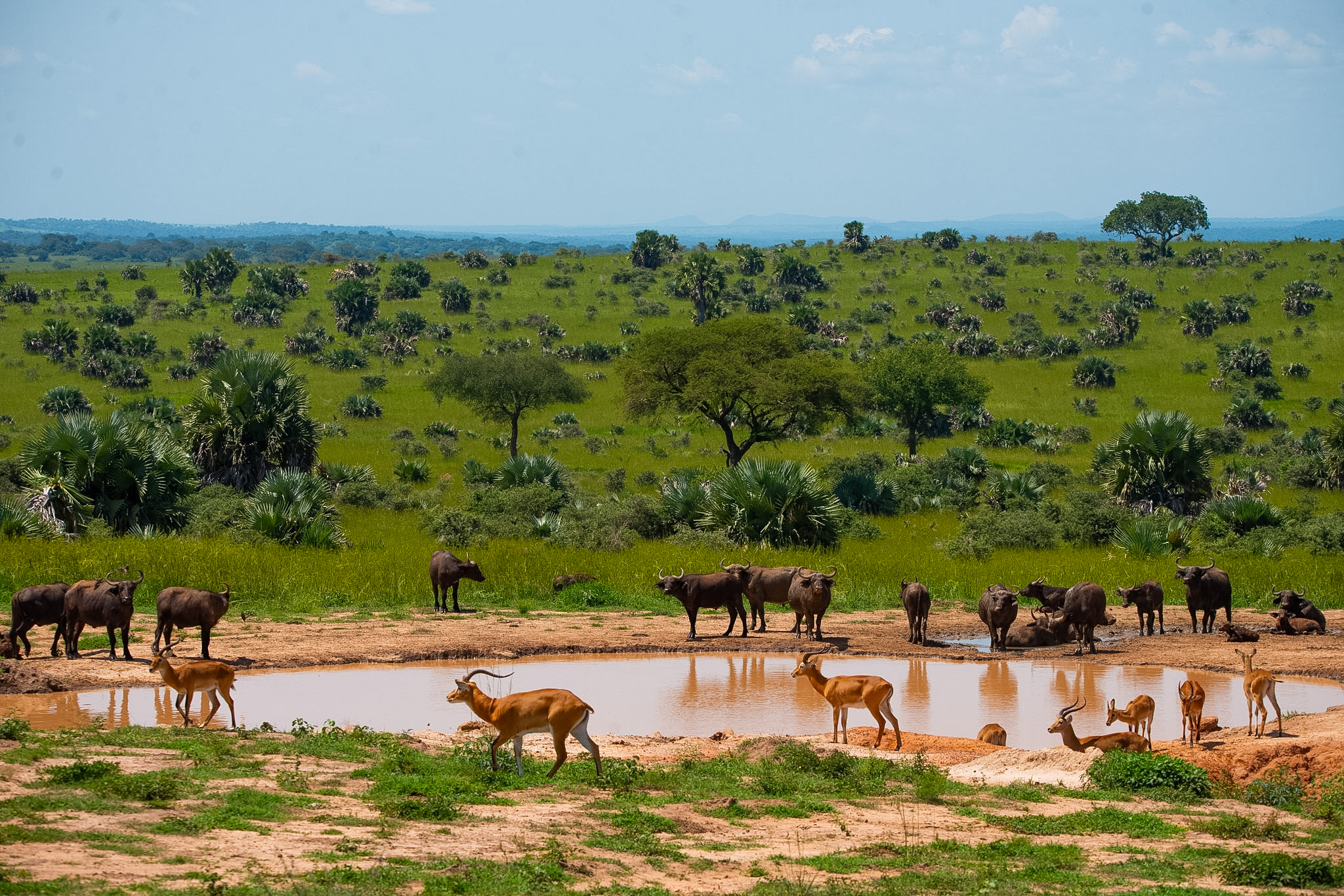 Murchison Falls – Transfer to Kibale Forest