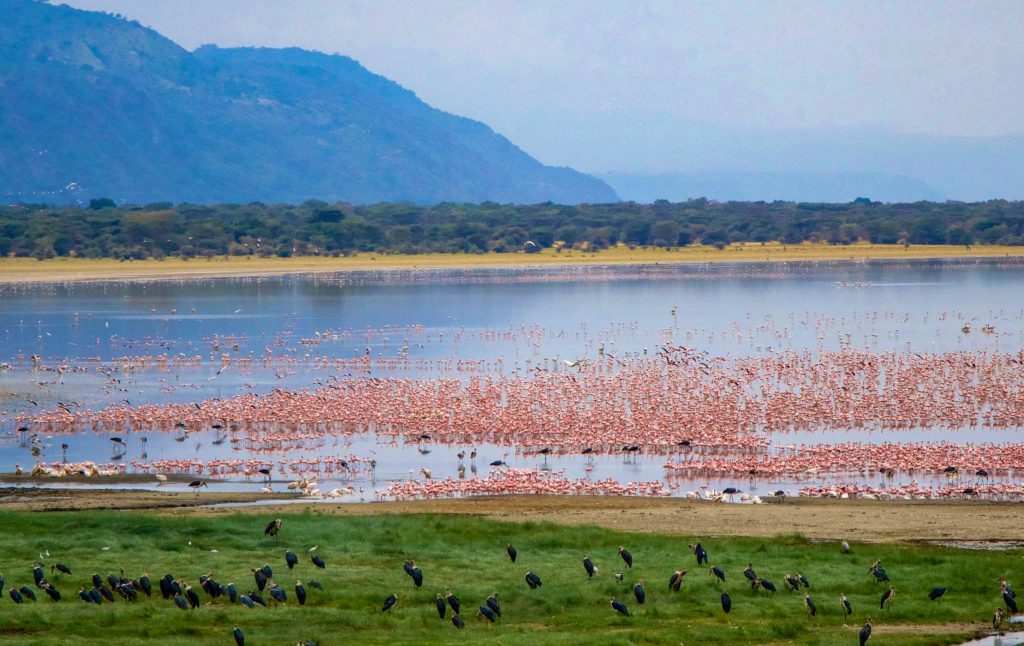 Wildlife Exploration in Lake Manyara National Park