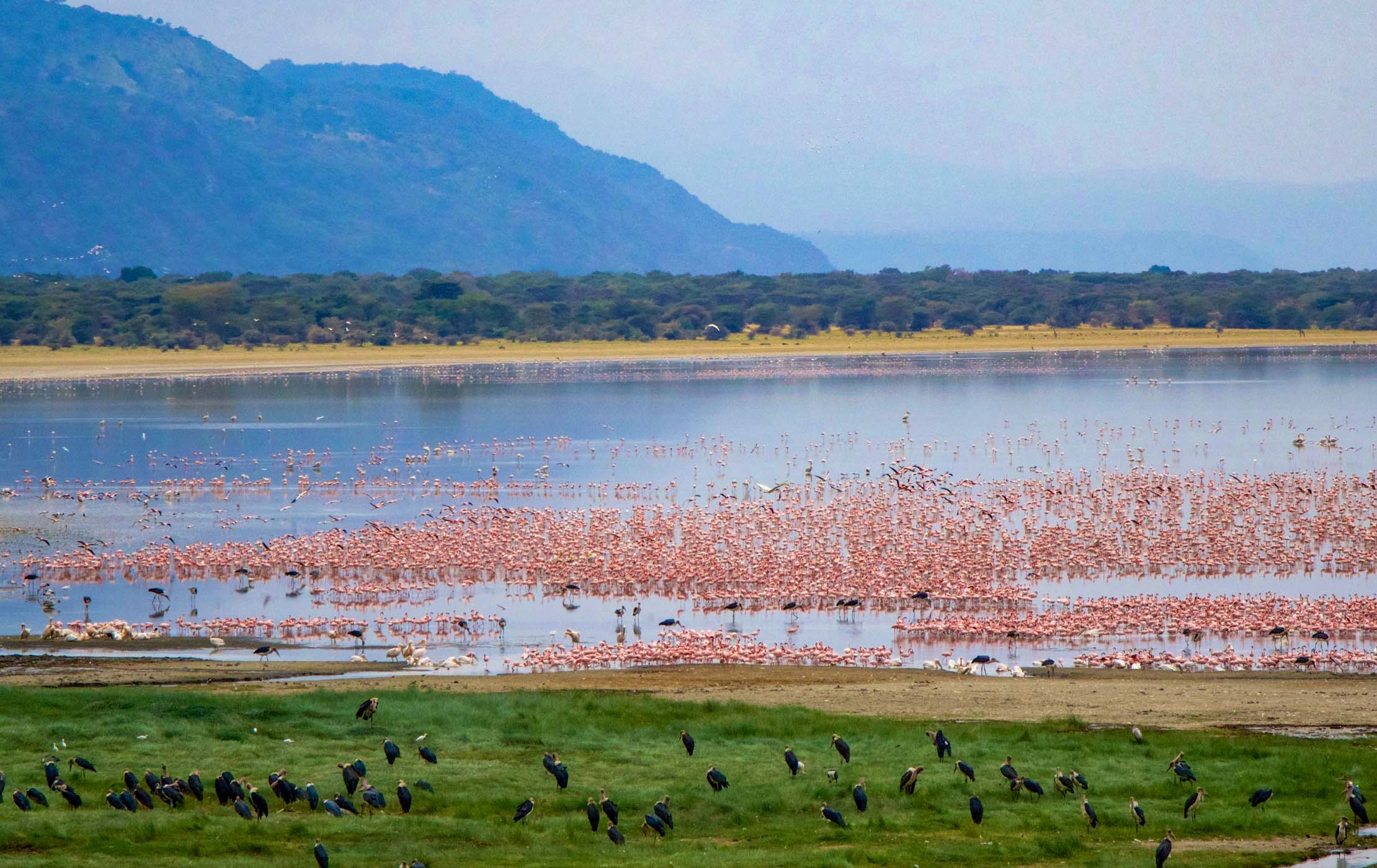 Wildlife Exploration in Lake Manyara National Park