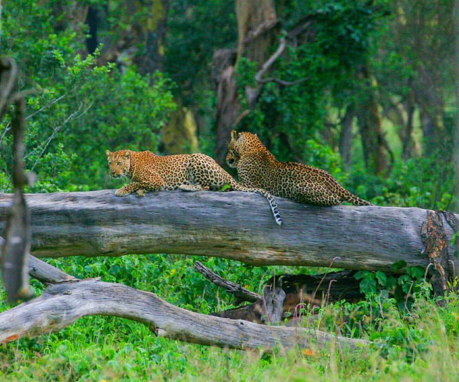 Amboseli to Lake Nakuru National Park