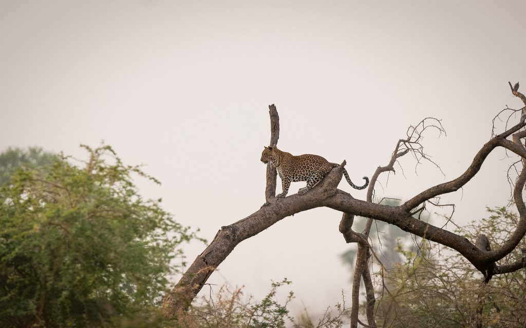  Murchison Falls – Full-Day Wildlife and Nile Boat Safari