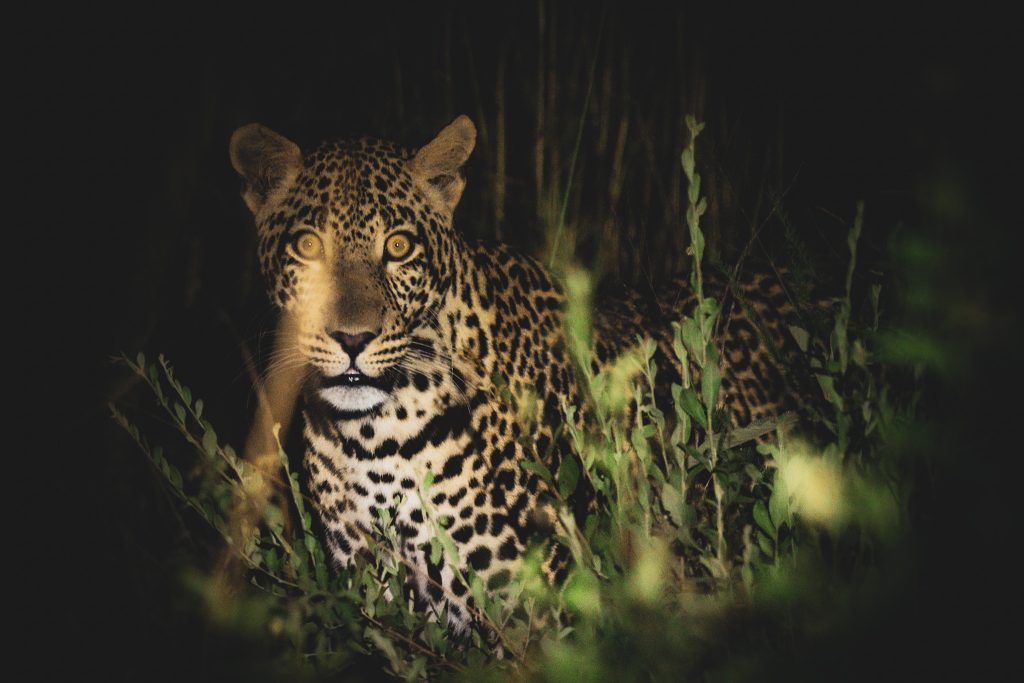 Transfer To Lake Mburo National Park