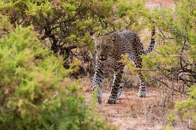 The Samburu Special Five, Culture And Sundowner