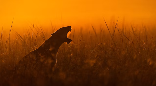 Mara North Conservancy – Full-Day Photography