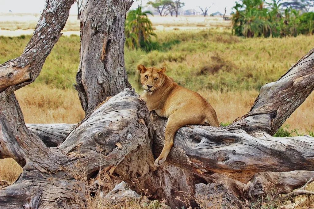 Kogatende and the Northern Serengeti