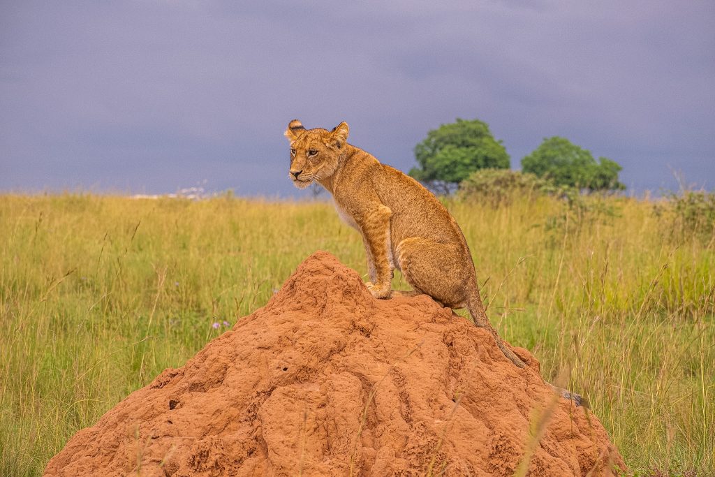 Murchison Falls National Park – Game Drive and Nile Boat Safari
