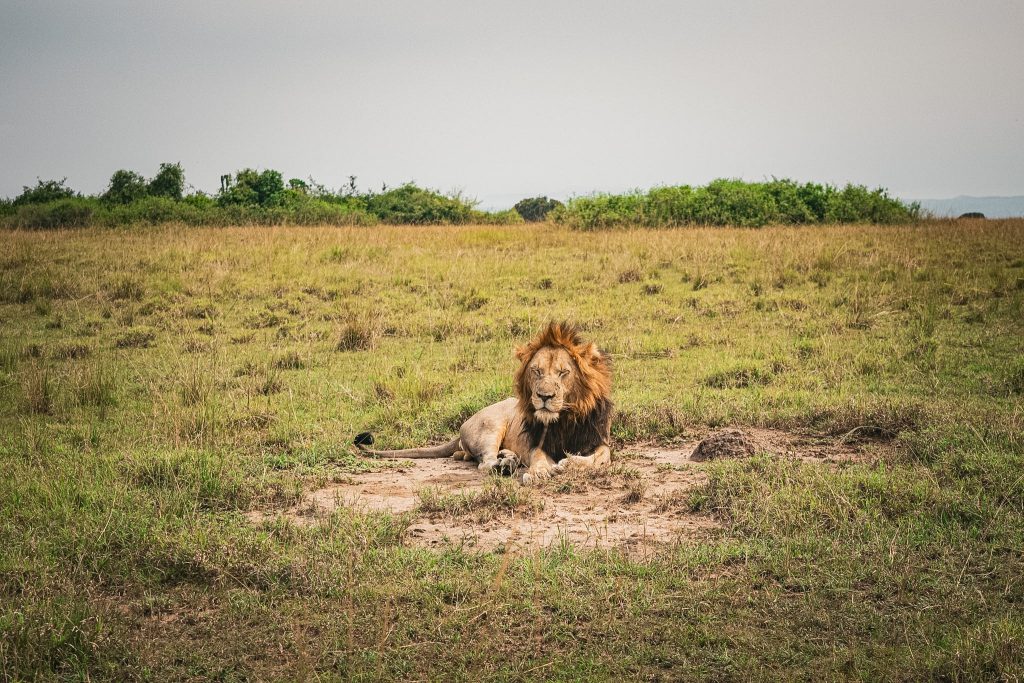 Wildlife Safari and Kazinga Channel Boat Cruise