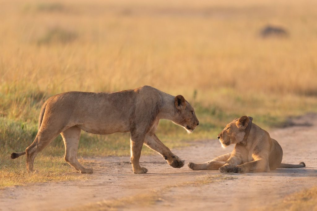 Akagera Big Five Safari and Lake Ihema Boat Cruise