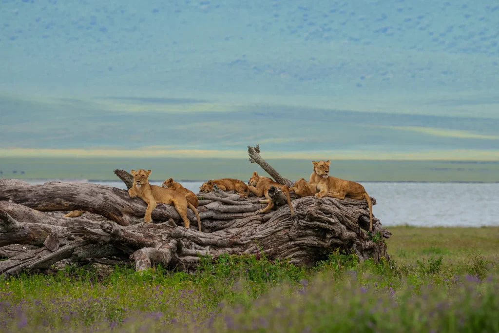  Serengeti to Ngorongoro Conservation Area – Crater Game Drive
