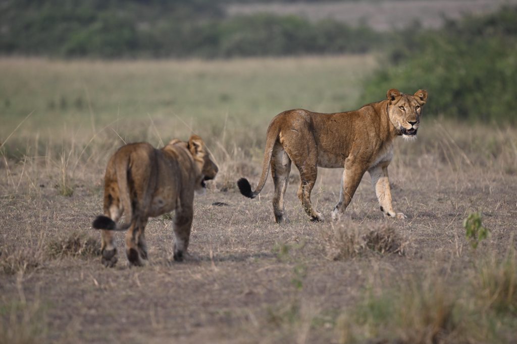 Game Drive & Kazinga Channel Cruise – Rwenzori Foothills
