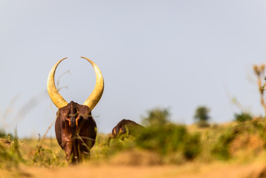 Encounter The Long-horned Cattle