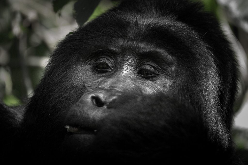 Mountain Gorilla Trekking in Bwindi Impenetrable National Park