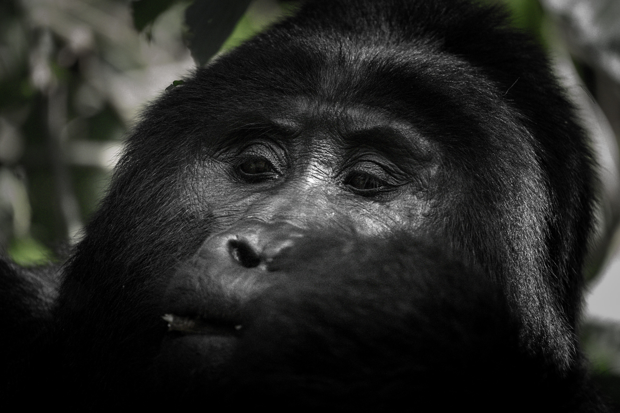 Mountain Gorilla Trekking in Bwindi Impenetrable National Park