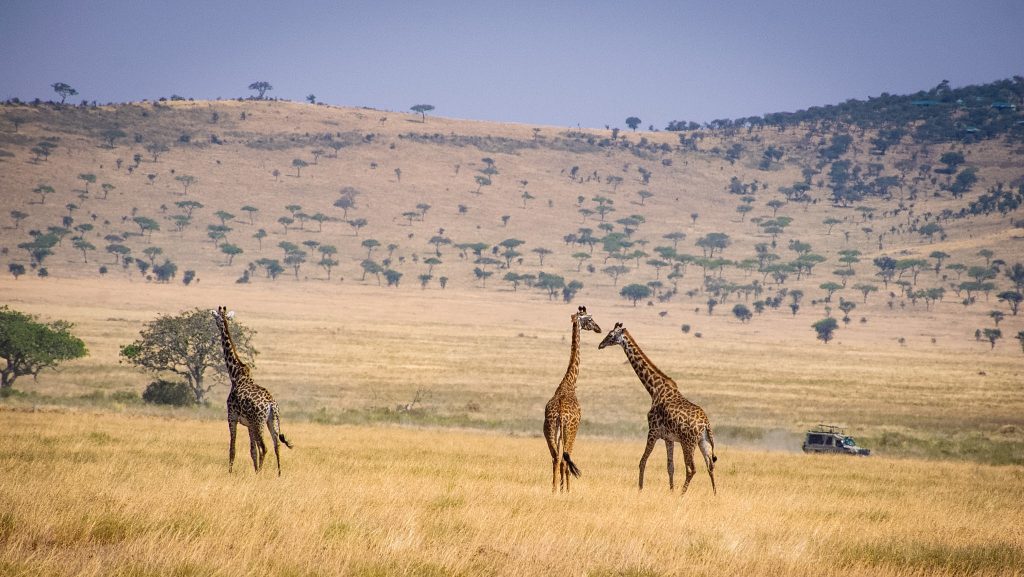 Central Serengeti