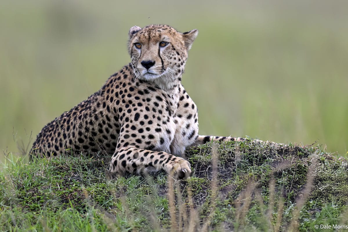 Mara North Conservancy – Full-Day Photography