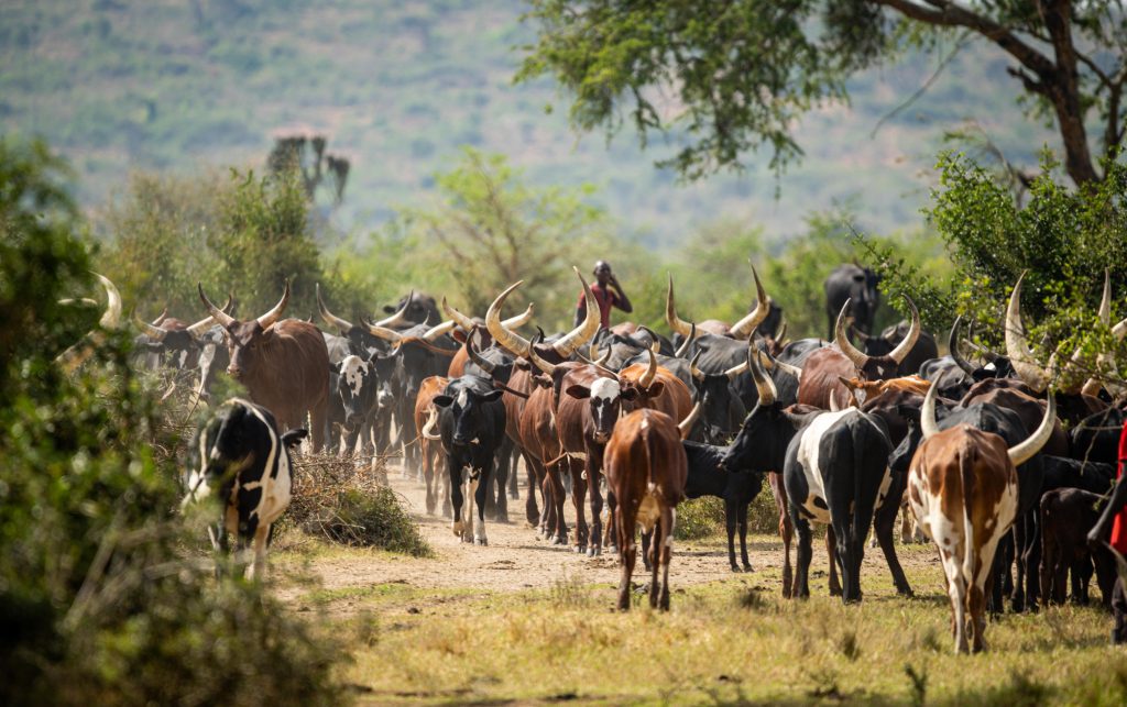 Morning Cattle Experience & Walking Safari – Transfer to Bwindi