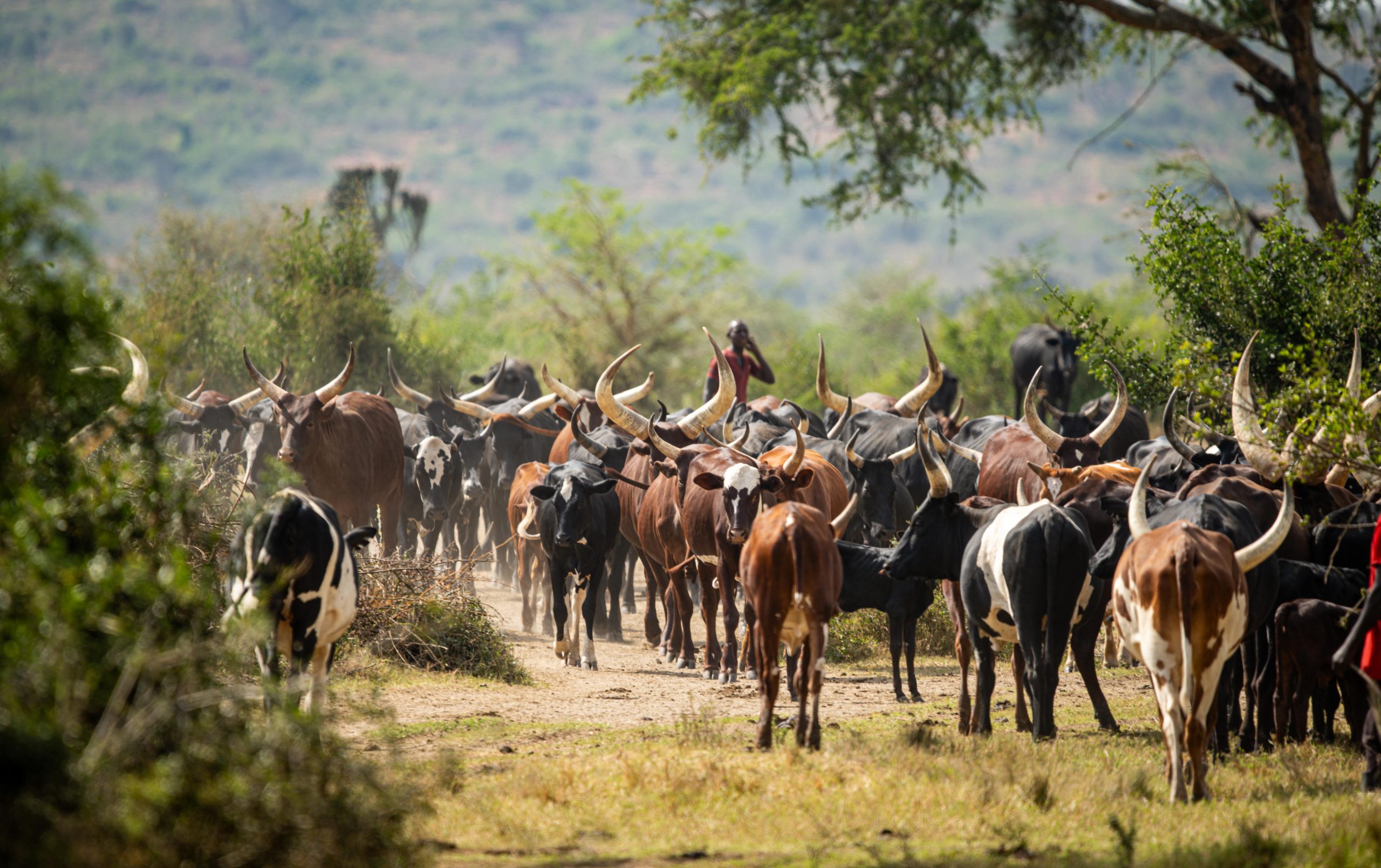 Morning Cattle Experience & Walking Safari – Transfer to Bwindi