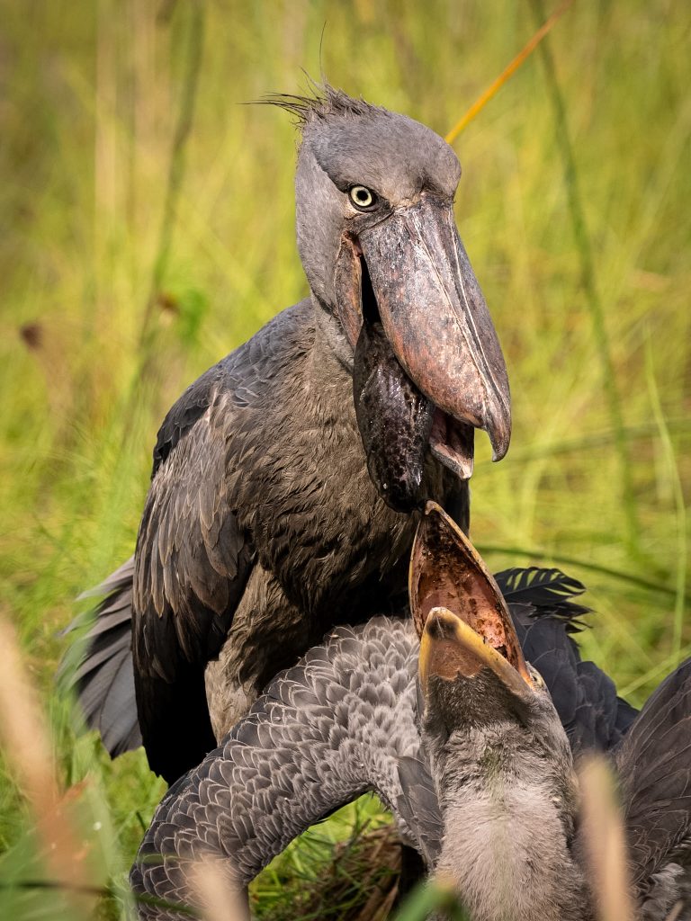 Rare Moments In Marsh Lands