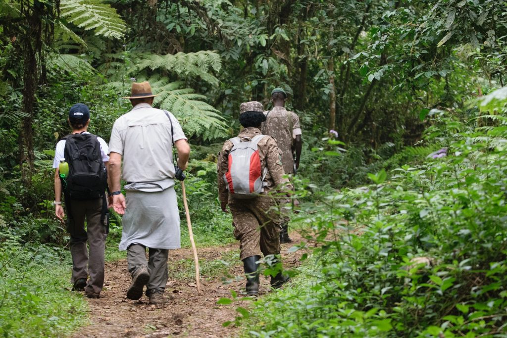 Mountain Gorilla Trekking in Bwindi Impenetrable National Park