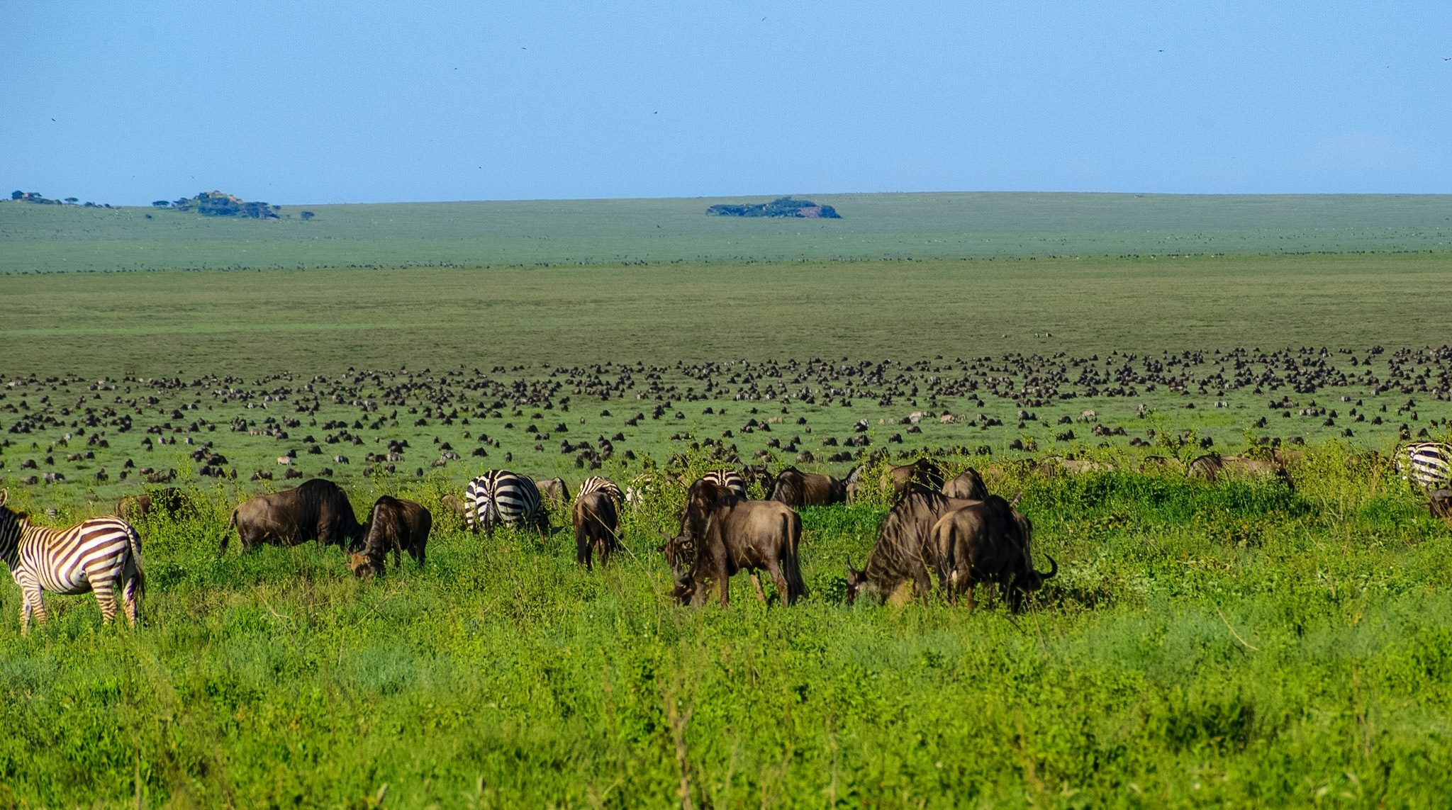  Seronera Central Serengeti – Ndutu