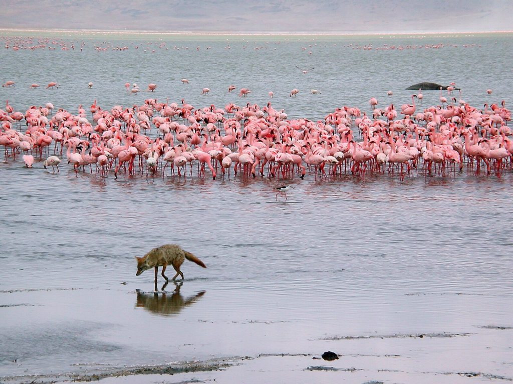 Central Serengeti to Ngorongoro Crater and Karatu