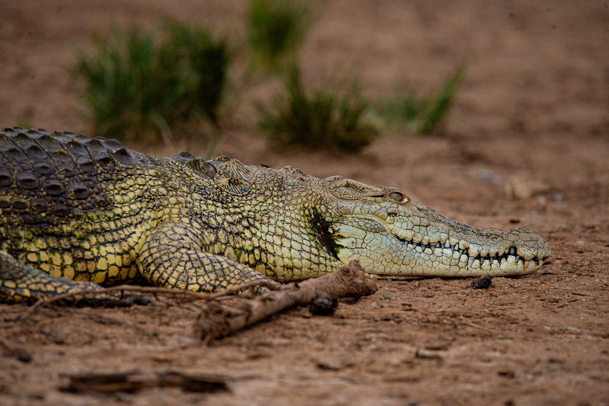 Murchison Falls Game Drive and Nile Boat Cruise
